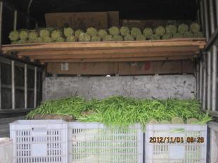 四川中江縣優(yōu)質(zhì)新鮮韭黃批量供應(yīng)，誠(chéng)邀批發(fā)商合作