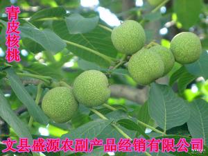 綿核桃 品種、價格與圖片全解析